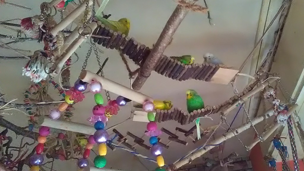 Wellihennen liegen gern auf diesen Holzbrücken aus der Nagerabteilung