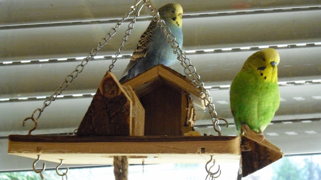 Holz-Spielplatz bietet Knabberspaß für zwei Wellis