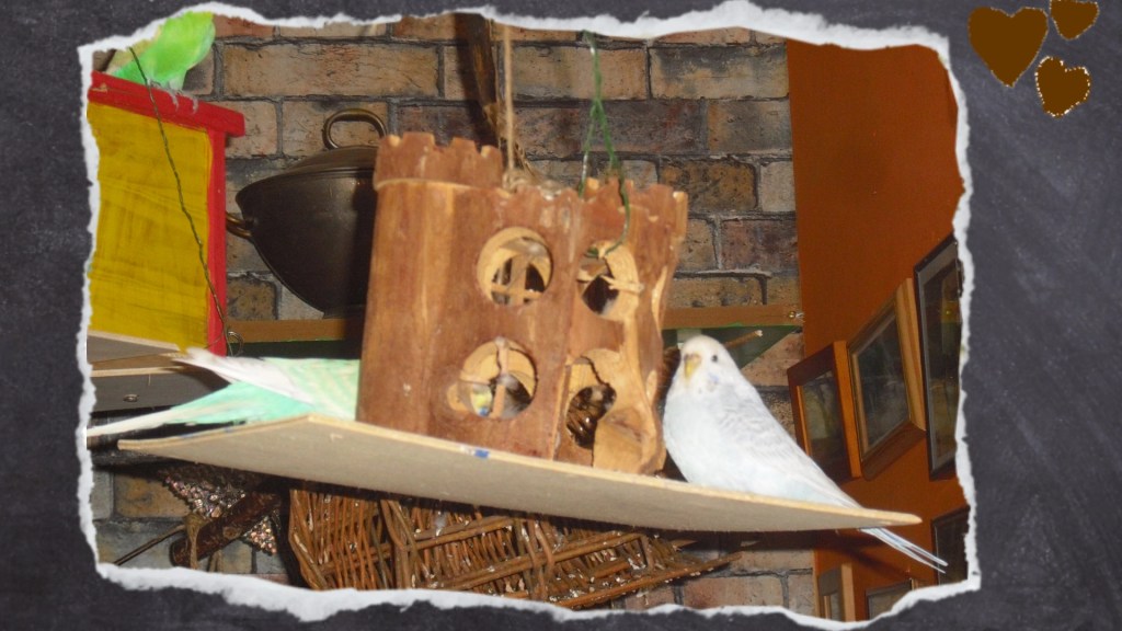 Wellensittiche sitzen auf Sperrholzplatte und knabbern an Holzburg