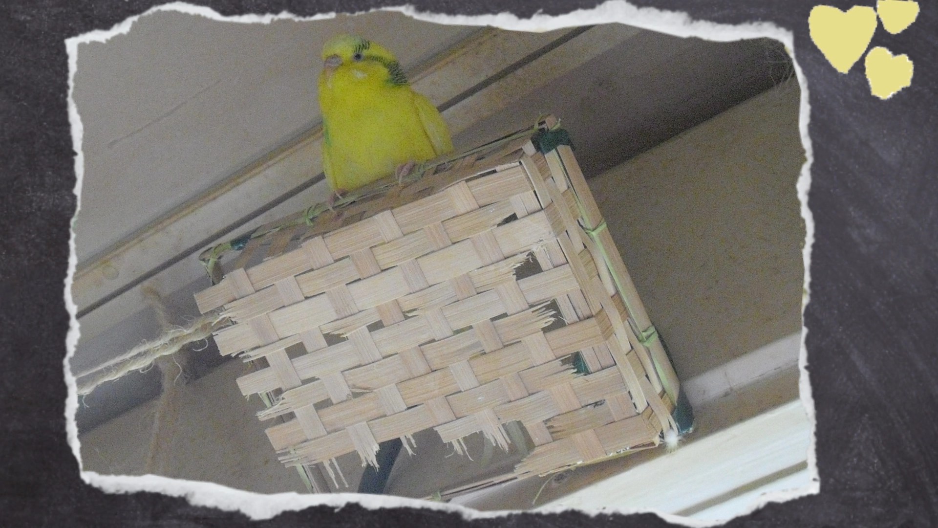 Gelber Wellensittich sitzt auf Holzbox