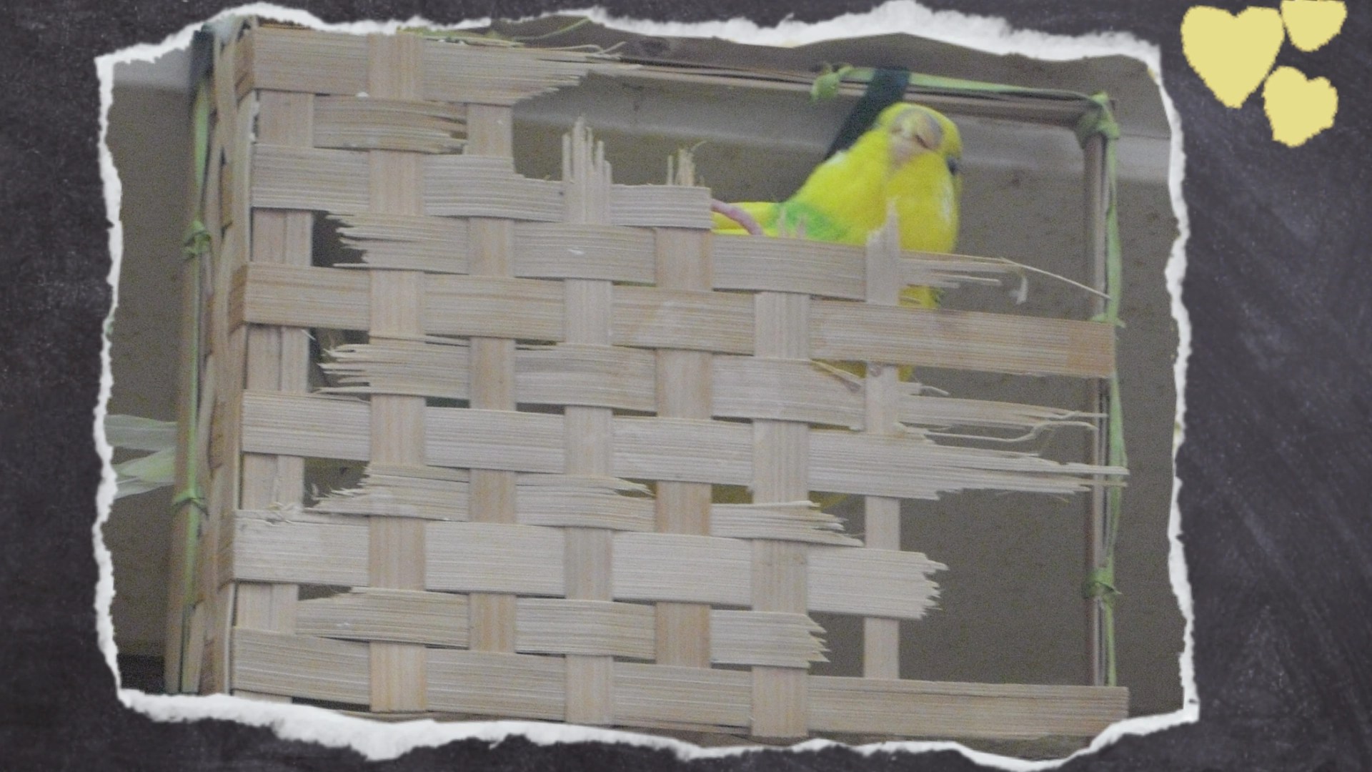 Gelbe Wellihenne knabbert an Holzbox