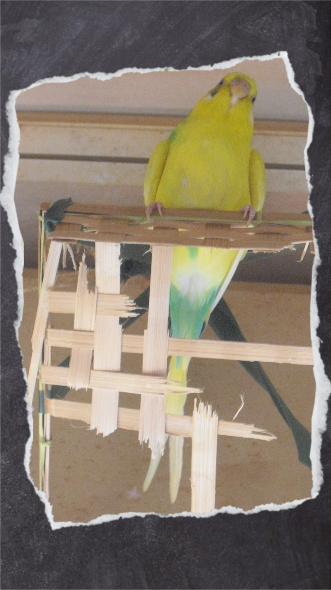 Gelber Wellensittich auf zerstörter Holzbox