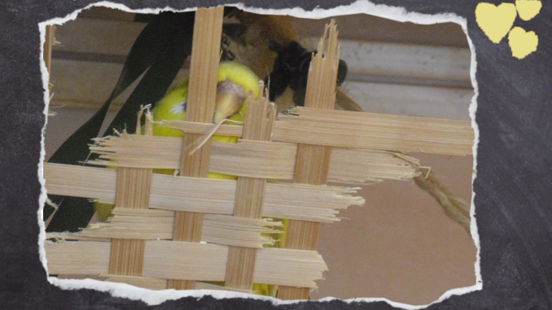 Nahaufnahme gelbe Wellihenne knabbert an Holzbox