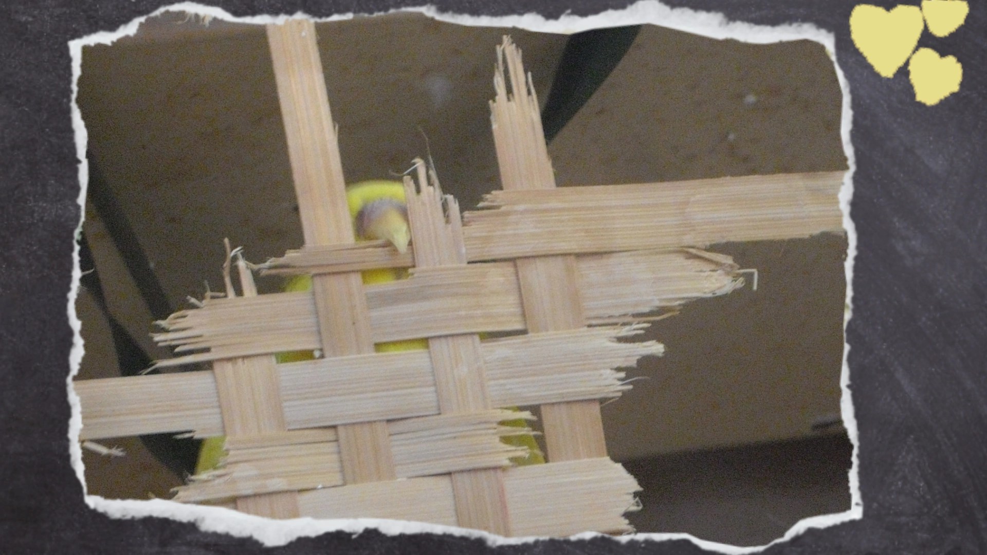 Gelber Wellensittich zerlegt Holzbox