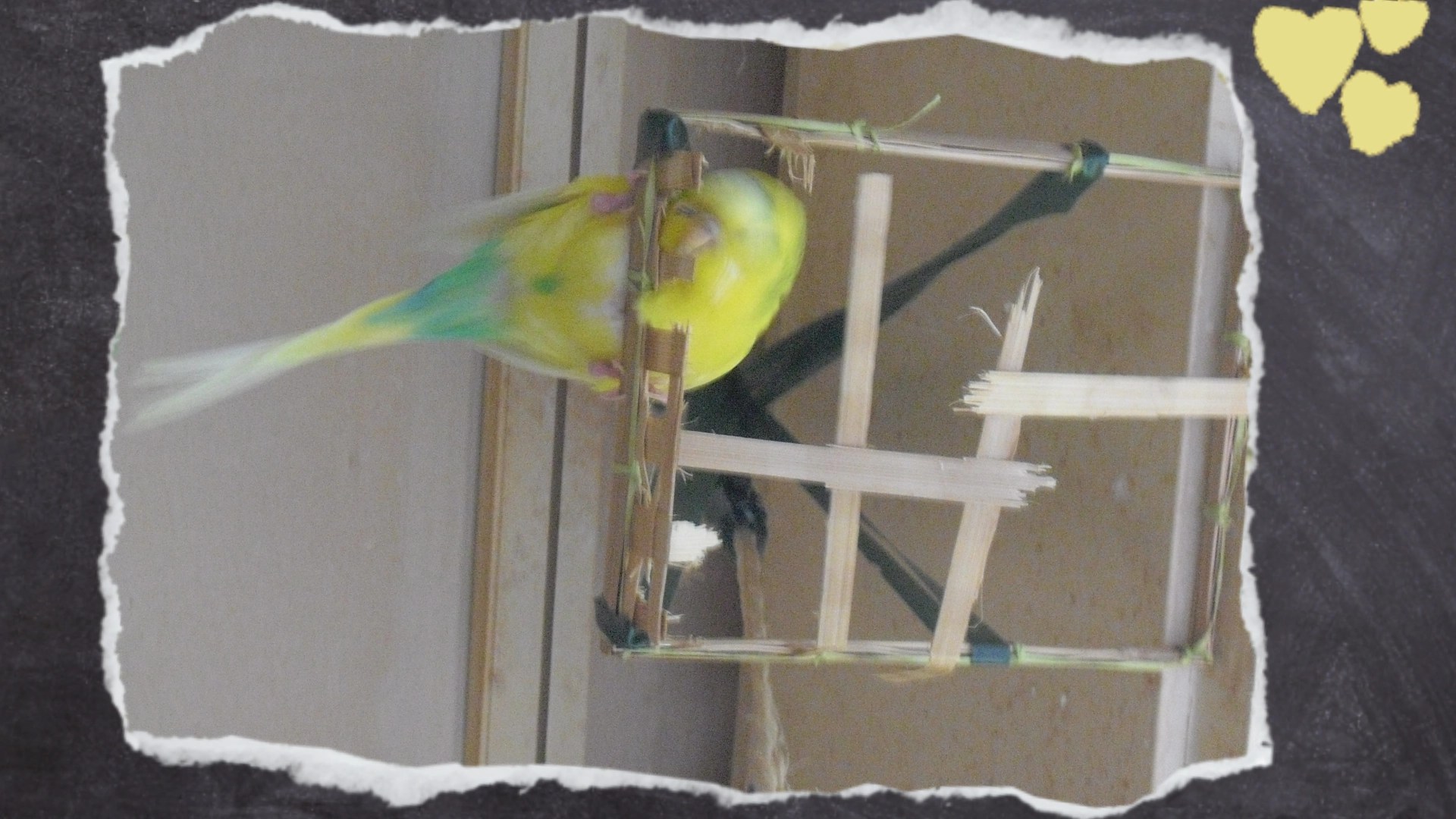 Gelbe Wellihenne knabbert die letzten Ecken der Holzbox ab