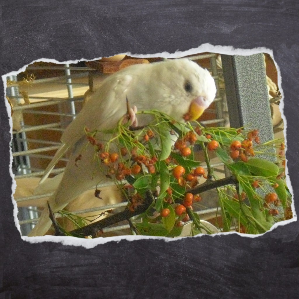 Natürliches Vogelspielzeug aus dem Garten