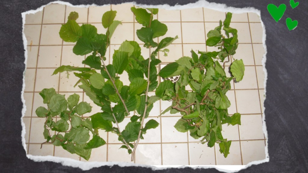 Naturäste aus dem Garten immer mit heißem Wasser abwaschen