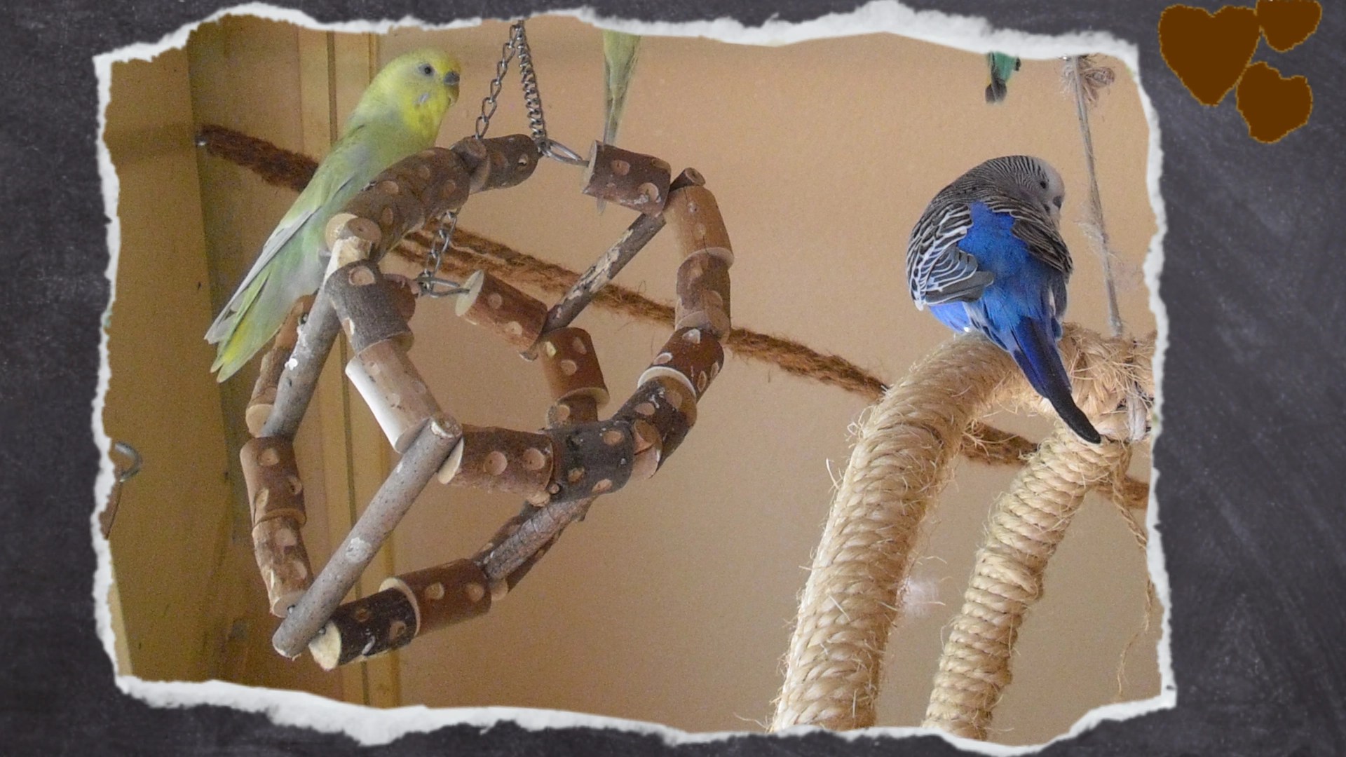 Schaukelrad für Wellensittiche