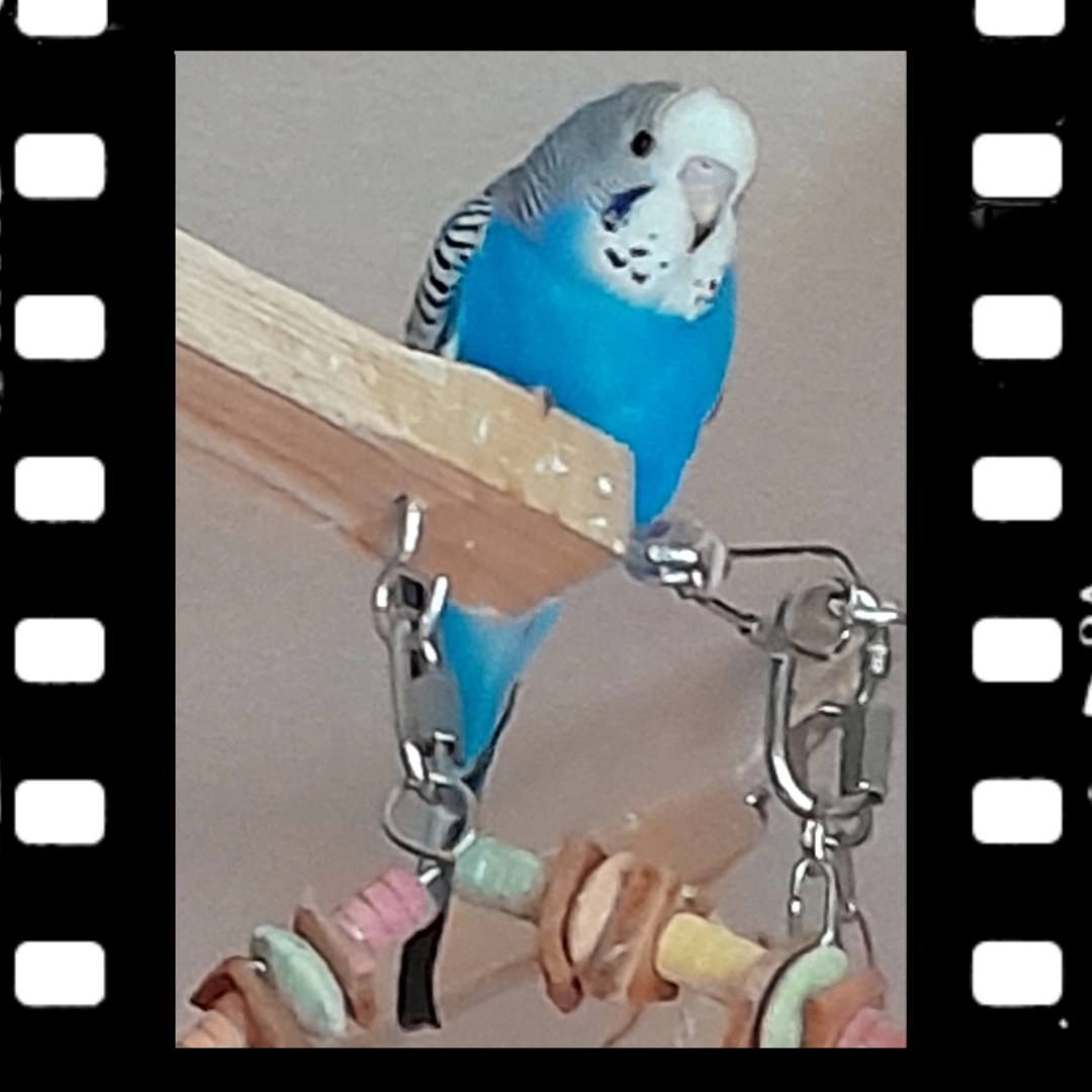 Junger Wellensittich-Hahn Nick