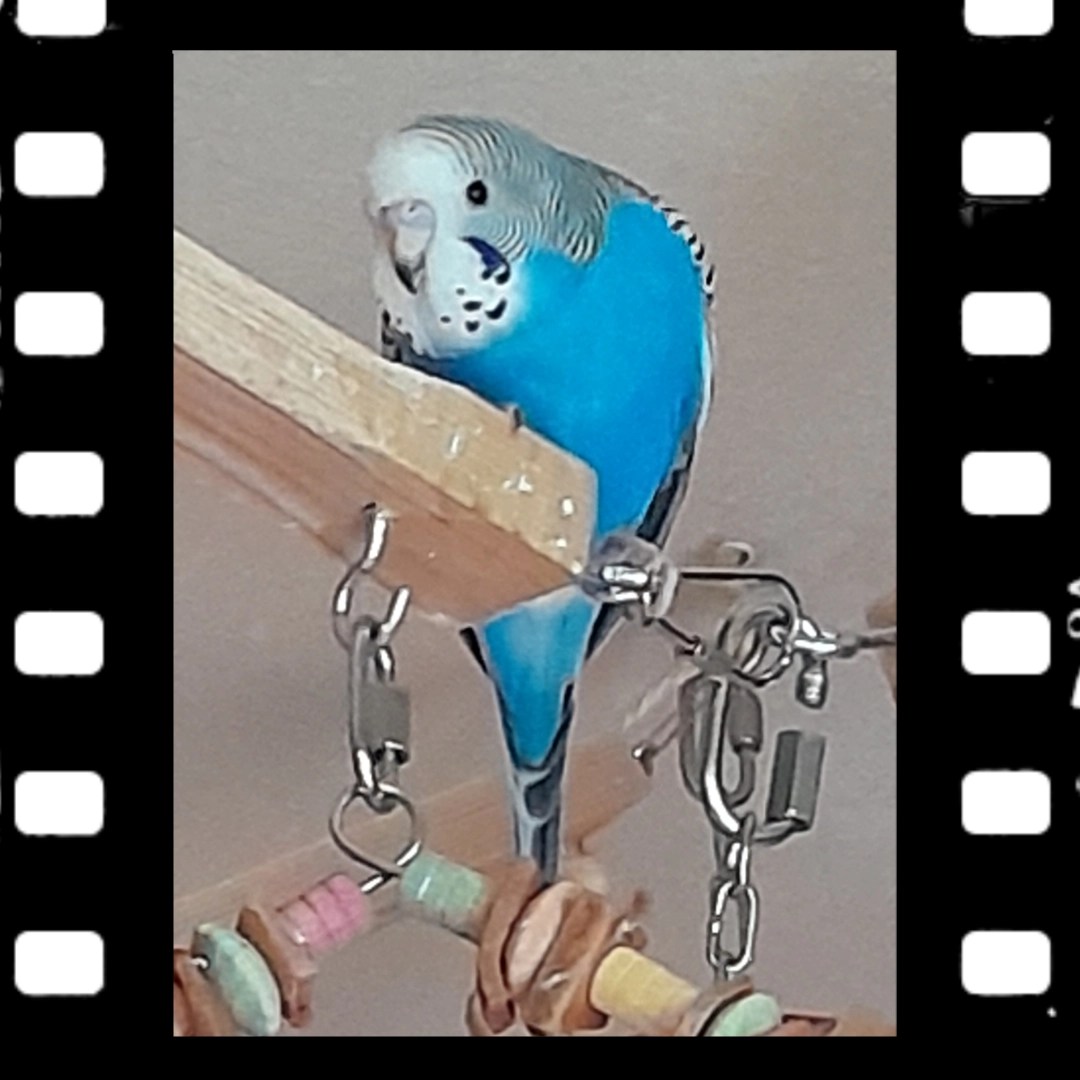 Junger Wellihahn Nick mit schwarzem Fleck auf Schnabel