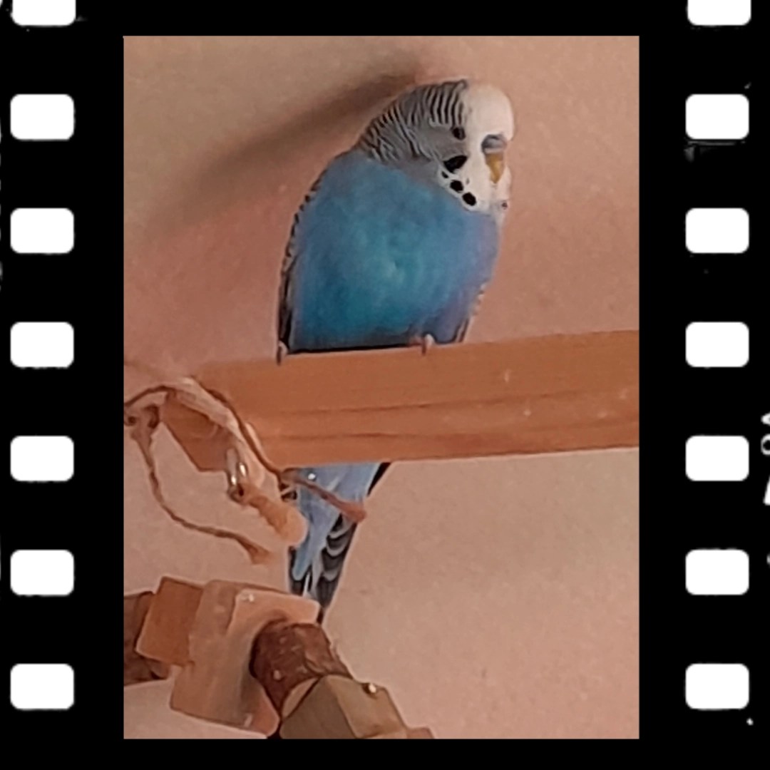 Endlich erwachsen: mein jüngster Hahn Nick