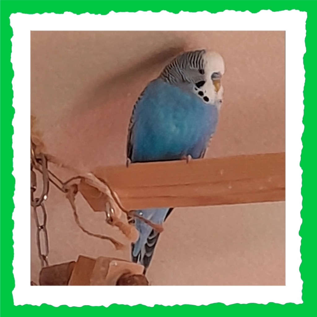 Wellensittich-Hahn Nick Steckbrieffoto