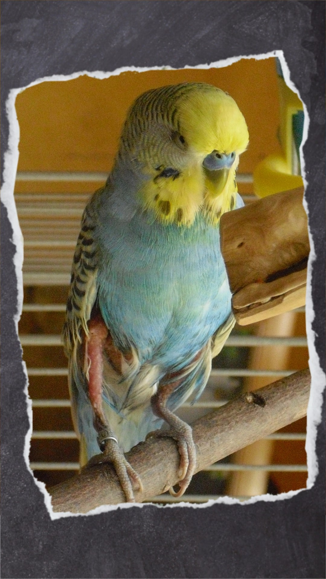 Federrupfer Nicky mit nackten Beinen ohne Federn