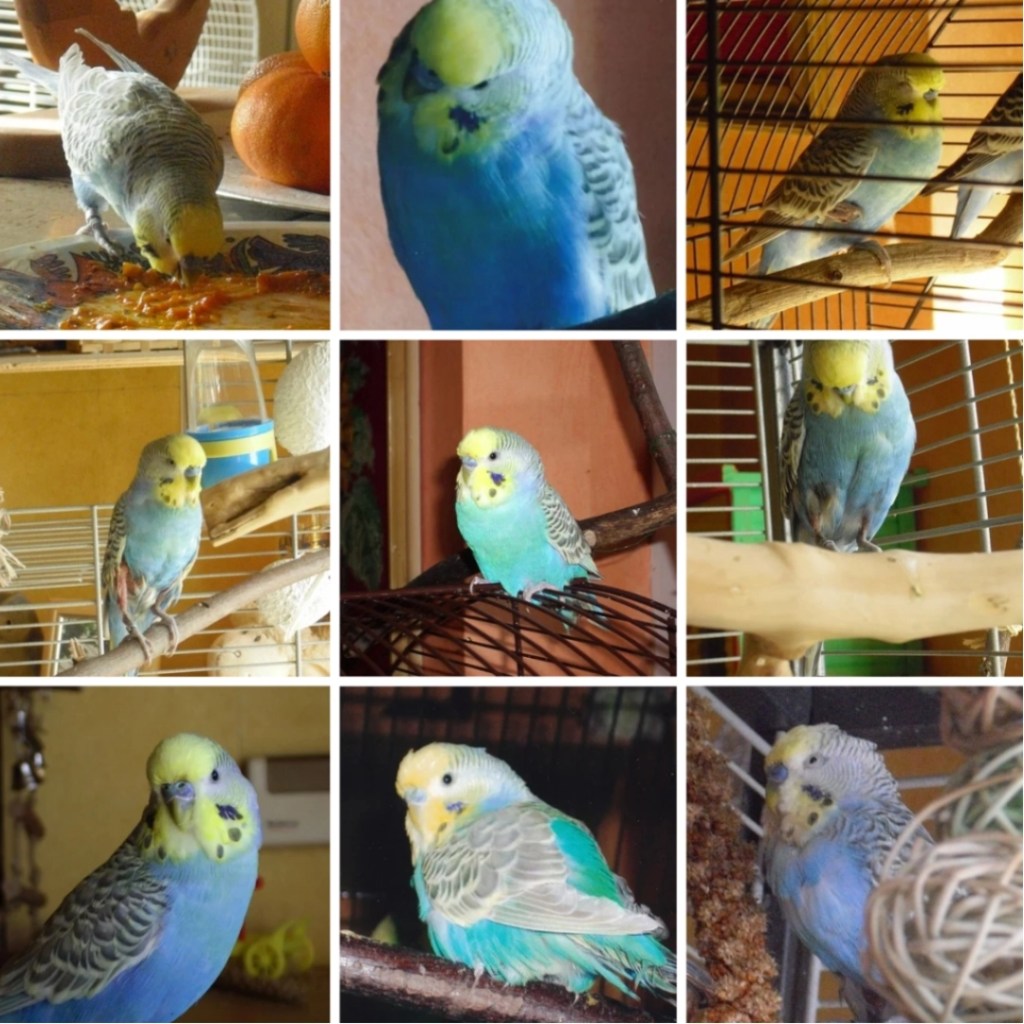 Photo Collage mit Bildern von Welli-Hahn Nicky