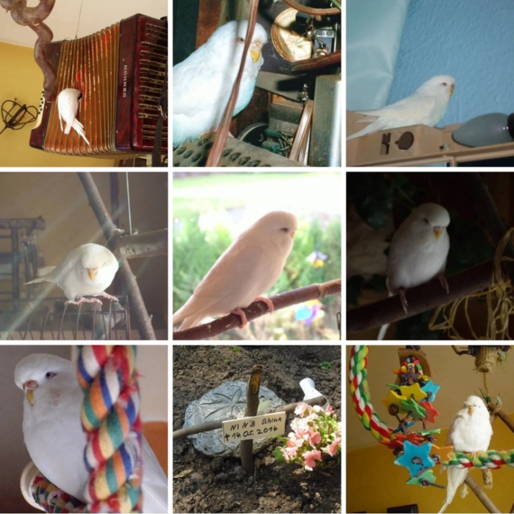 Photo Collage mit Bildern von Welli-Henne Nina