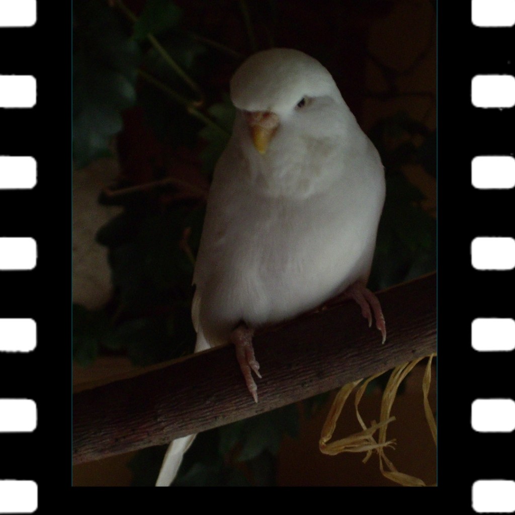 Wellensittich Nina war mein bisher äjtester Wellensittich. SIe wurde über 20 Jahre alt.