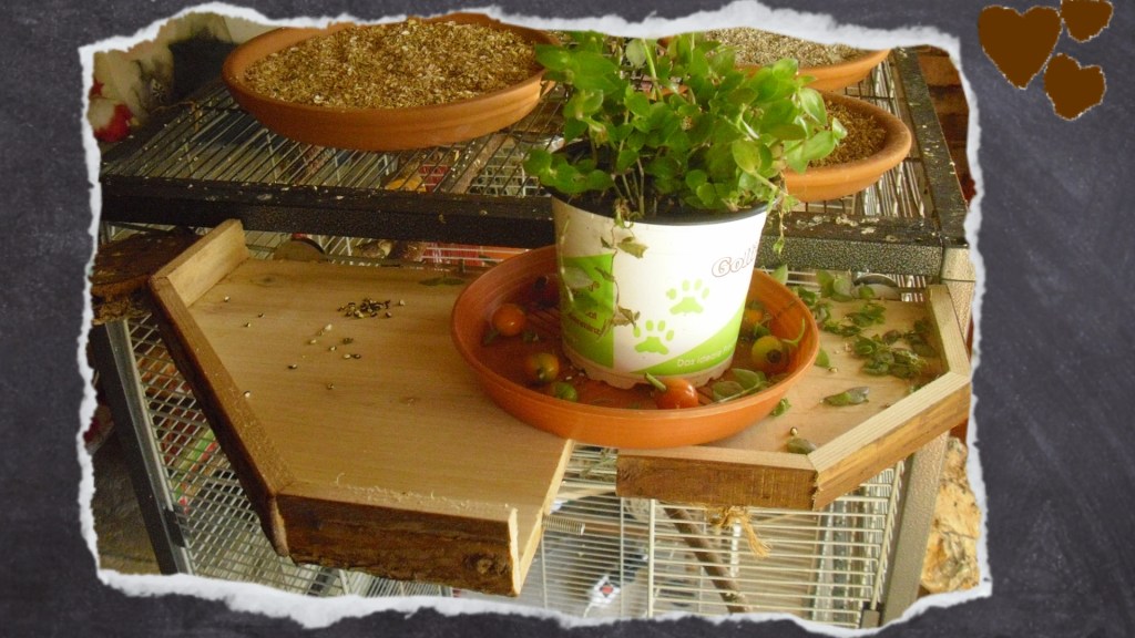 Zwei Podeste aus Holz mit Futterpflanze und Keramiknäpfen im Hintergrund