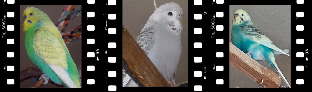 Besonders schöne und seltene Farbschläge bei den Wellensittichen