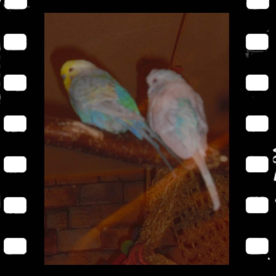 Schlafen auch meist nebeneinander: Krümmel und Easy