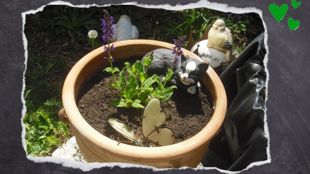 Salbei mit lila Blüten im Topf auf meinem Balkongarten