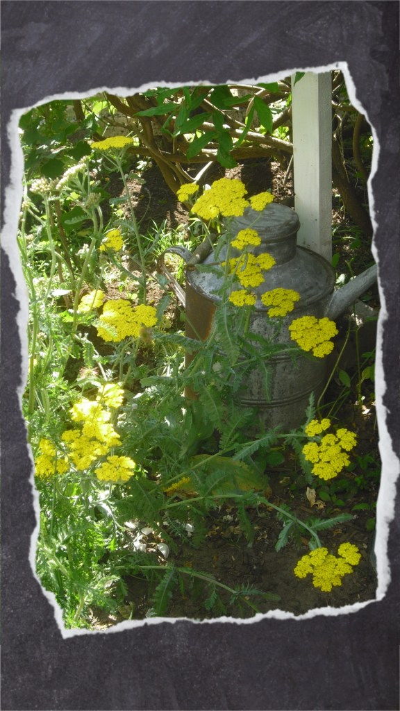 Gelbe Schafgarbe in meinem Garten
