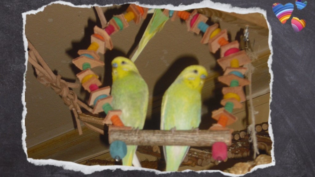 Zwei grüne Wellihähne sitzen in Holzschaukel mit kleinen Lederstückchen und Holzperlen