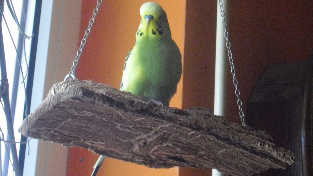 Grüner Wellihahn sitzt auf kleiner Korkschaukel