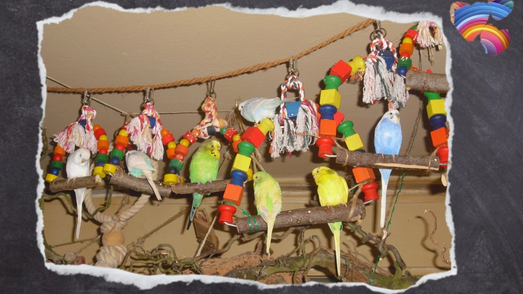 Wellensittiche sitzen einzeln in bunten Holzschaukeln