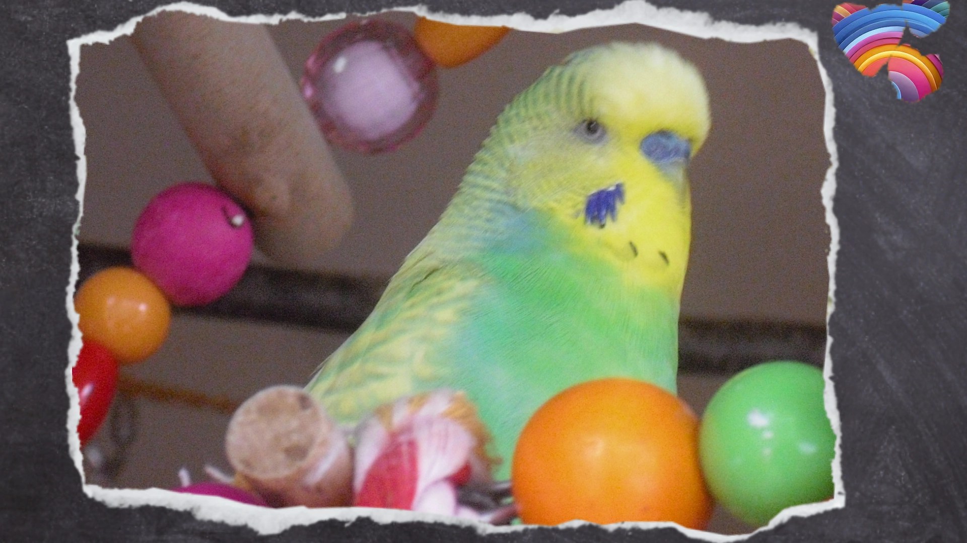 Kugeln aus Acrylplastik am Schaukelrad in Nahaufnahme