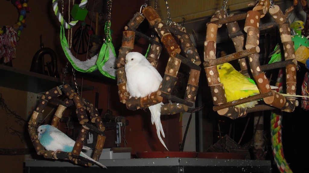 Runde Holzschaukeln als Schlafplatz für Wellensittiche