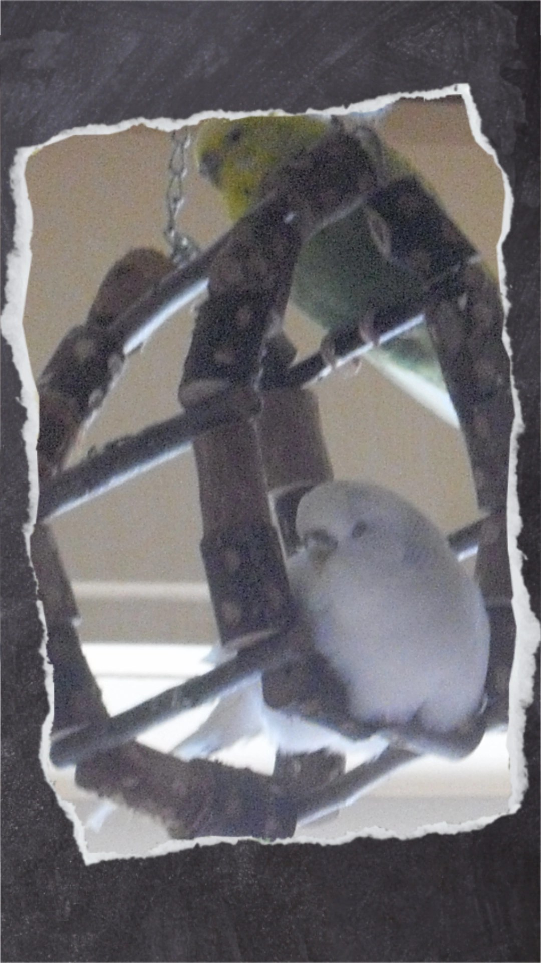 Weißer Welli schläft in Schaukelrad aus Holz