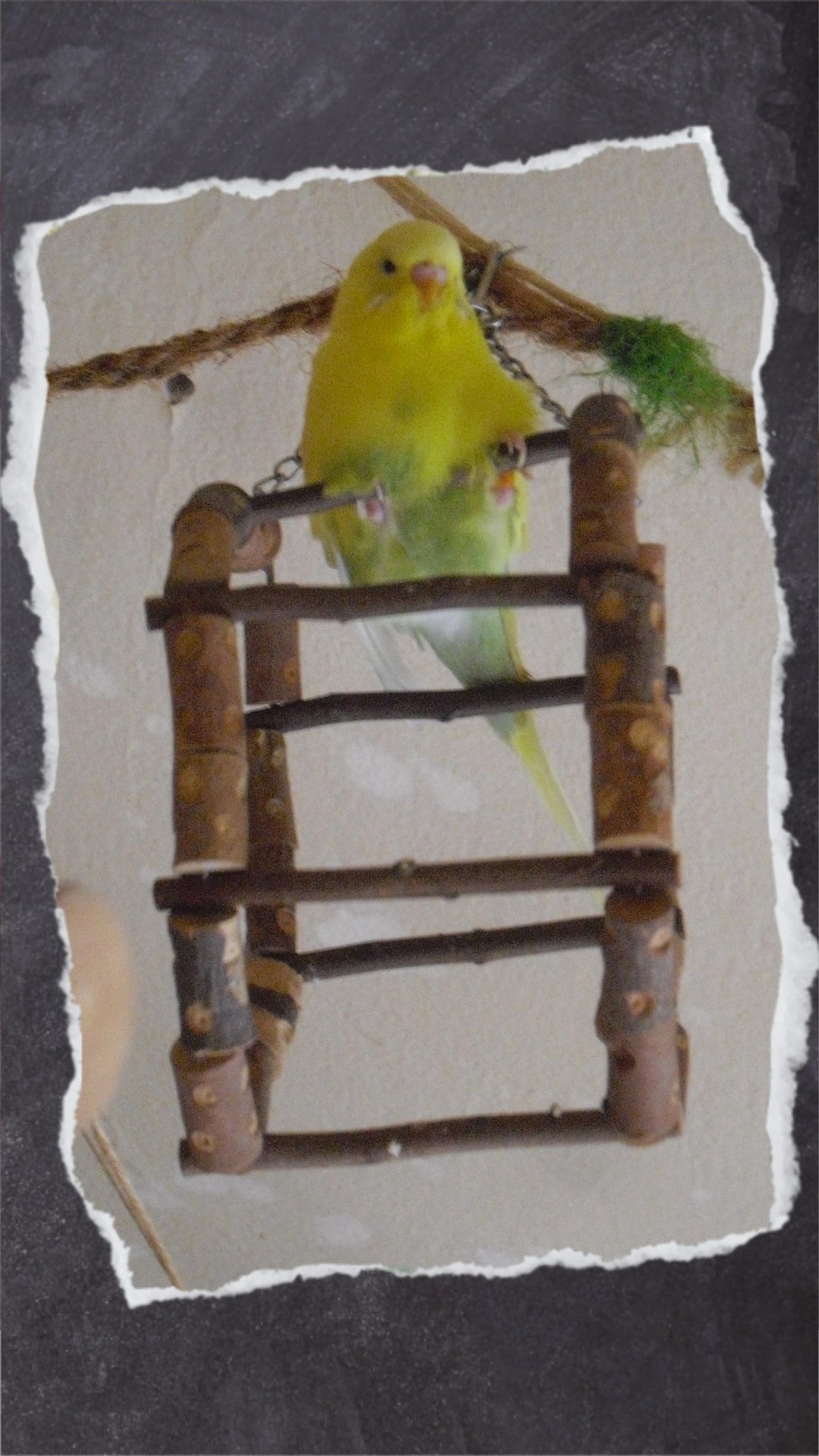 Schaukelrad aus Holz mit dünnen Sitzstangen