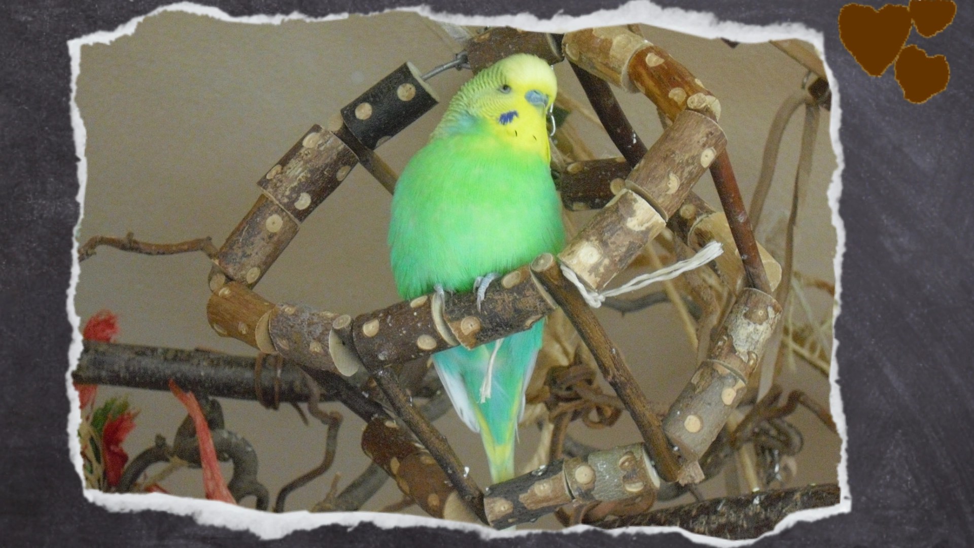 Gerne sitzen die Wellensittiche auf den dickeren Holzstücken der Seiten am Schaukelrad