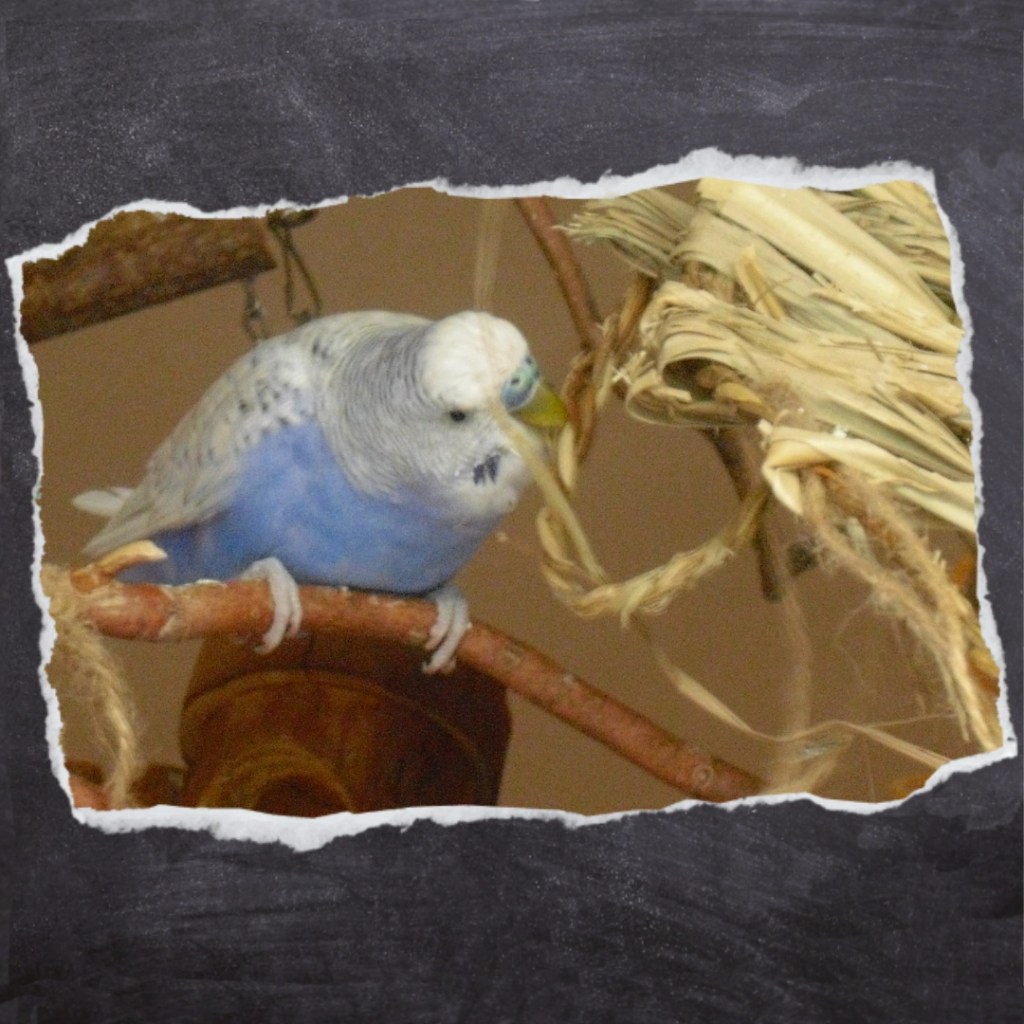 Schredderspielzeug aus Seegras