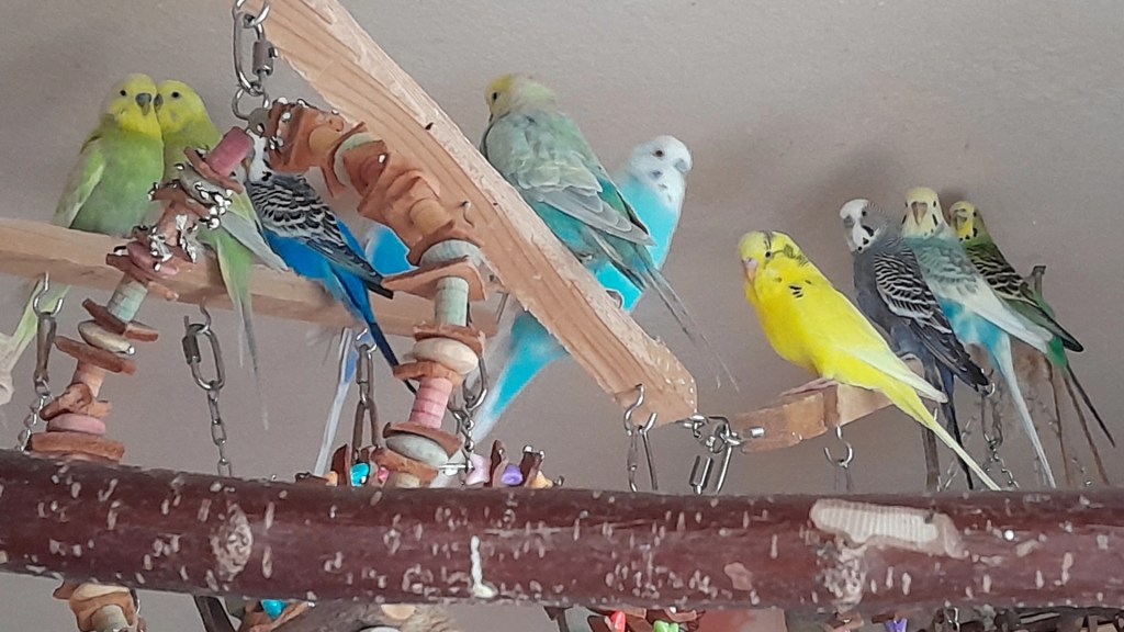 Mein aktueller Wellensittich-Schwarm