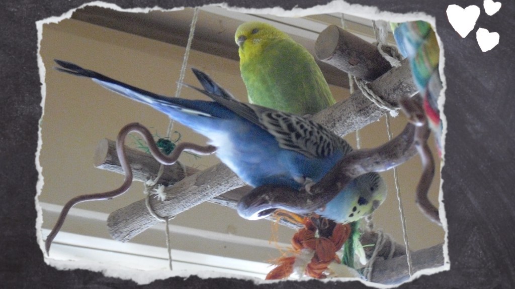 Blauer Wellensittich zeigt während Krankheit eine veränderte Sitzhaltung