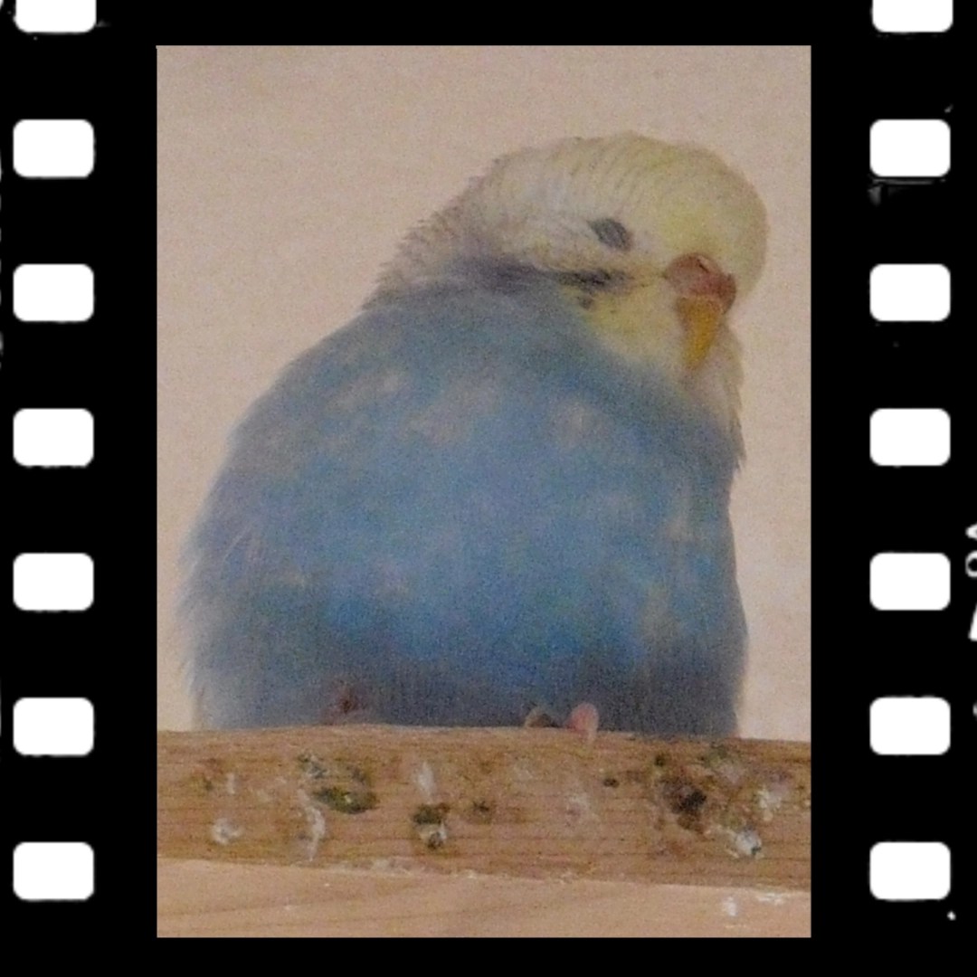 Spangle Wellihenne mit gelbem Gesicht und brauner Wachshaut