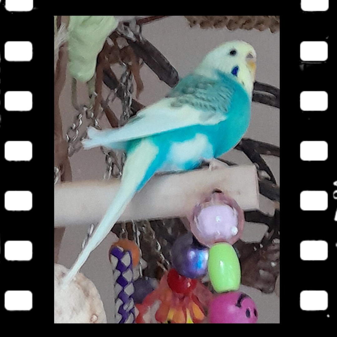 Welli-Henne Skye liebt diesen großen Freisitz