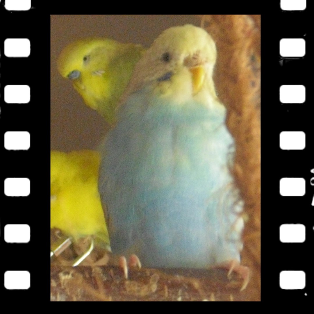 Welli-Henne Spangle Skye