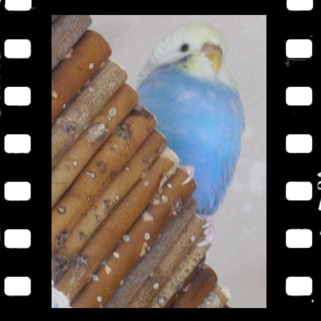 Blaue Wellensittich-Henne sitzt auf Nagerbrücke