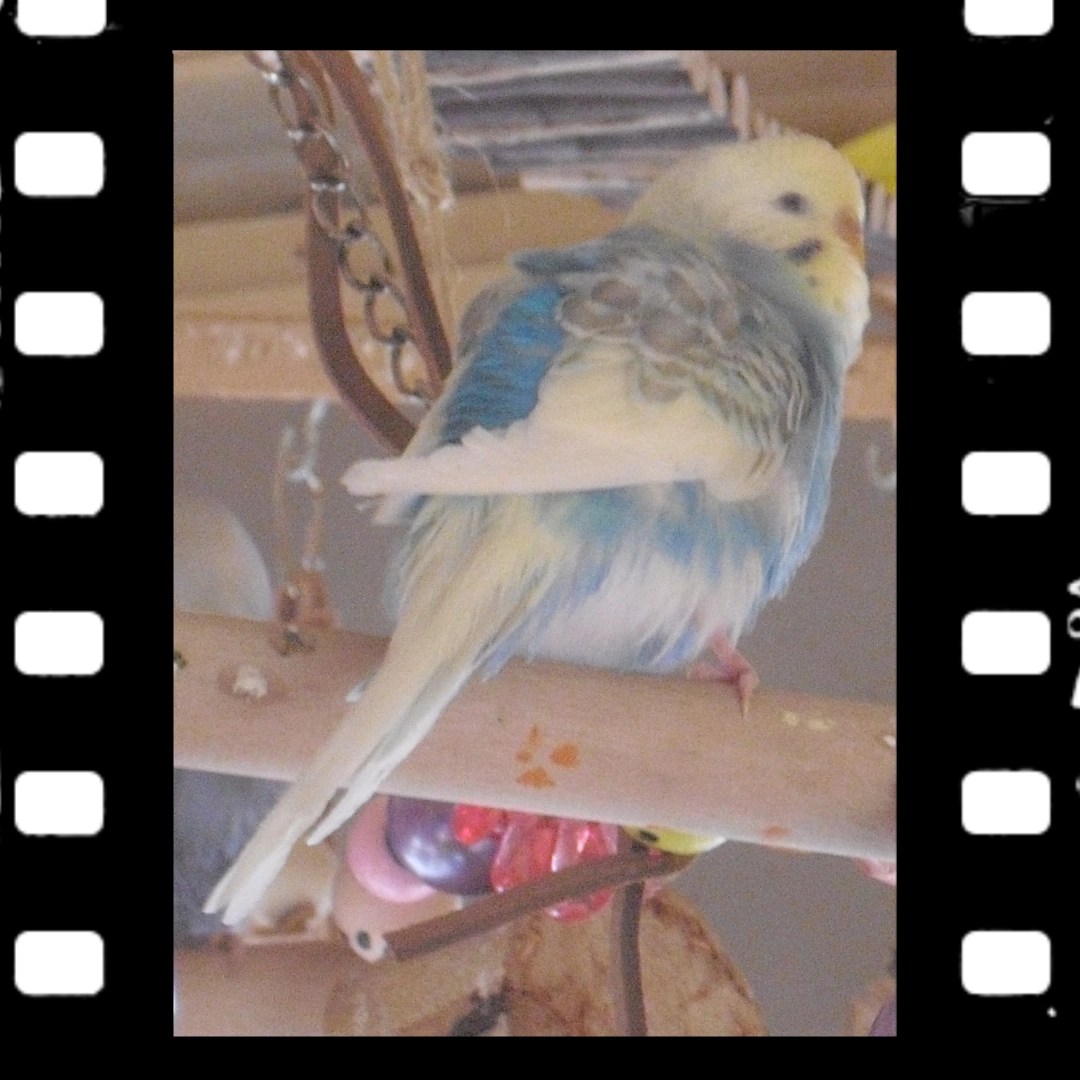 Spangle Wellensittich in Weiß-Blau