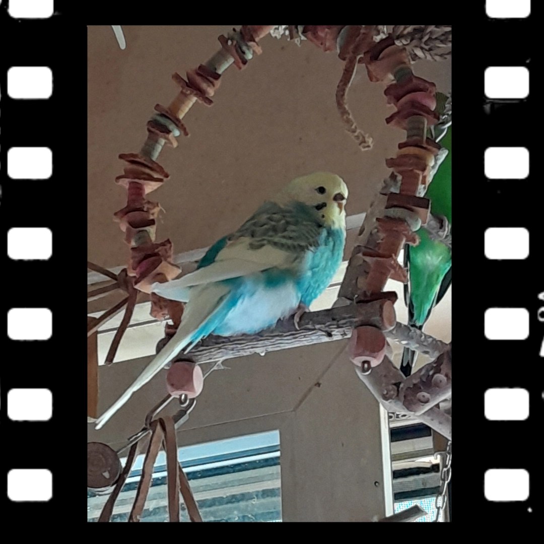 Spangle Wellihenne Skye auf Baumwollseil