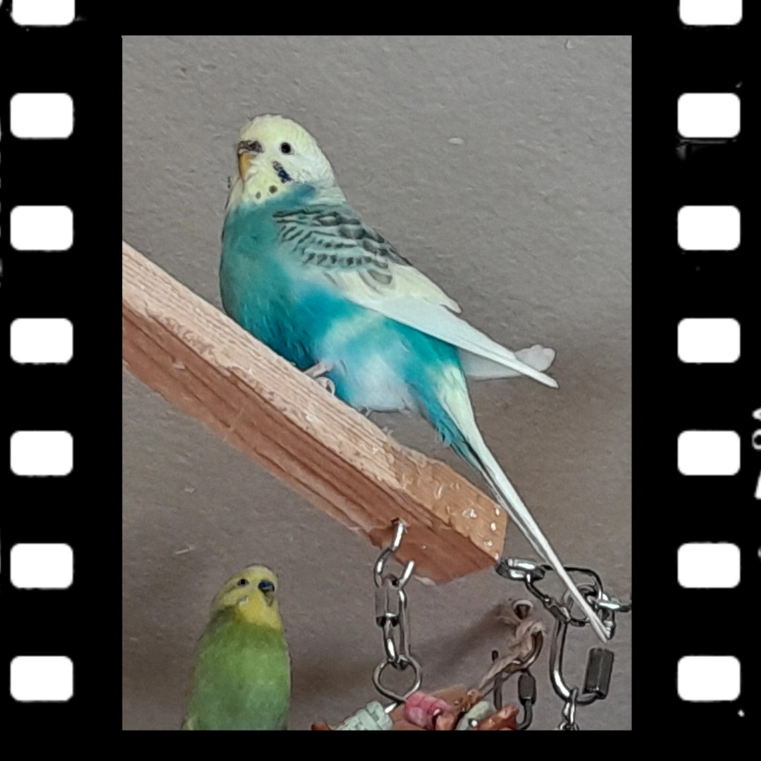 Blauer Spangle und Gelbgesicht Wellensittich