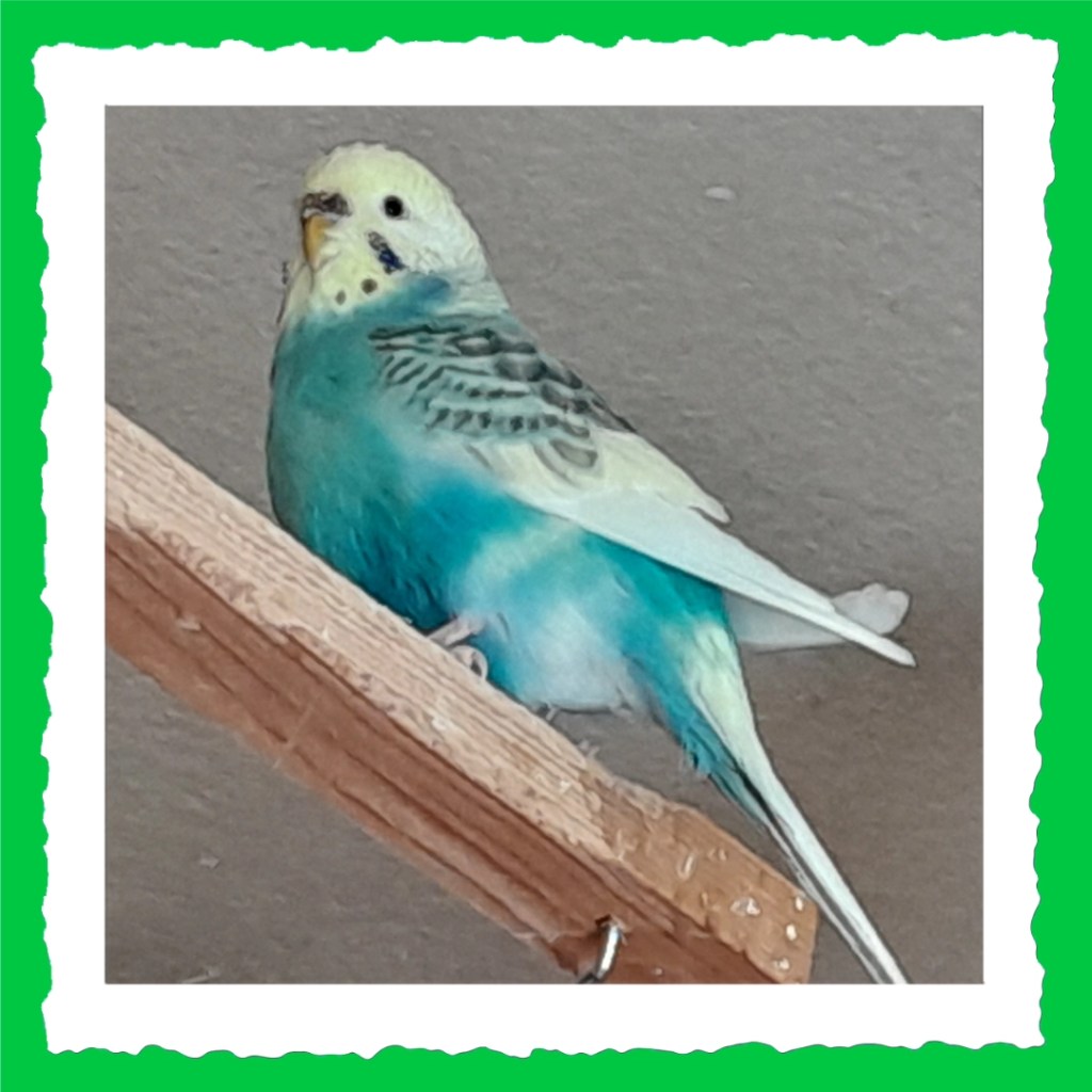 Wellensittich-Henne Skye Steckbrieffoto