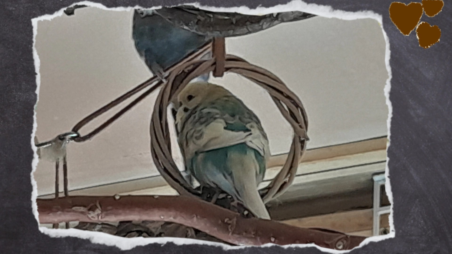 Skye sitzt in Ring zum Spielzeug aufhängen