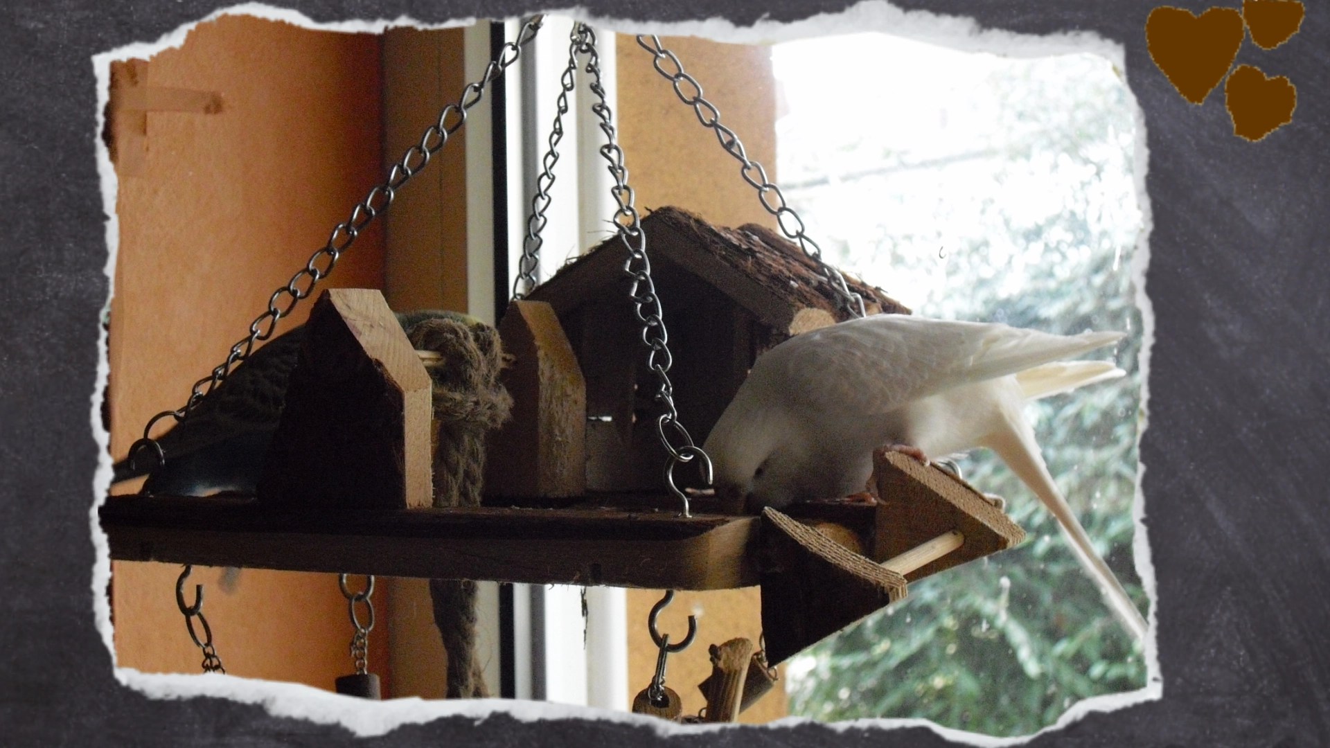 Zwei Wellihennen knabbern an Spielplatz aus der Nagerabteilung