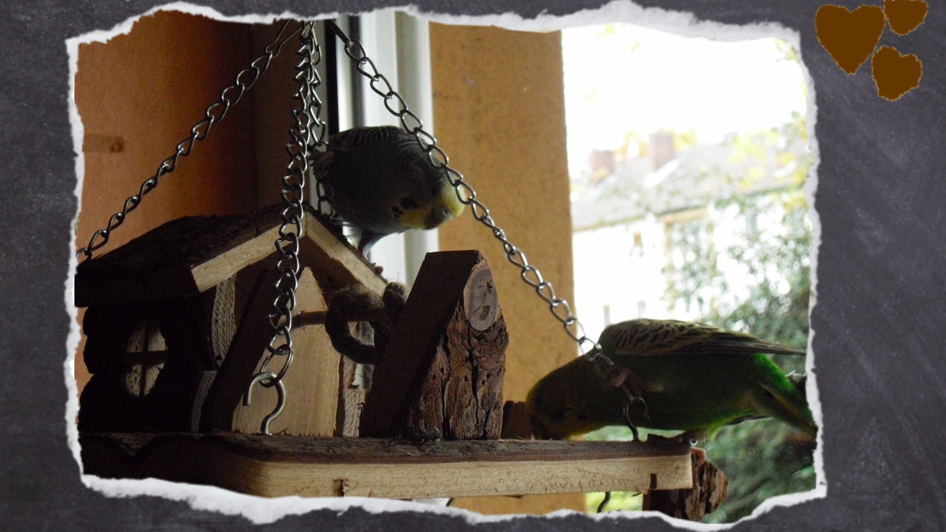 Wellensittich-Paar knabbert an Nagerspielplatz