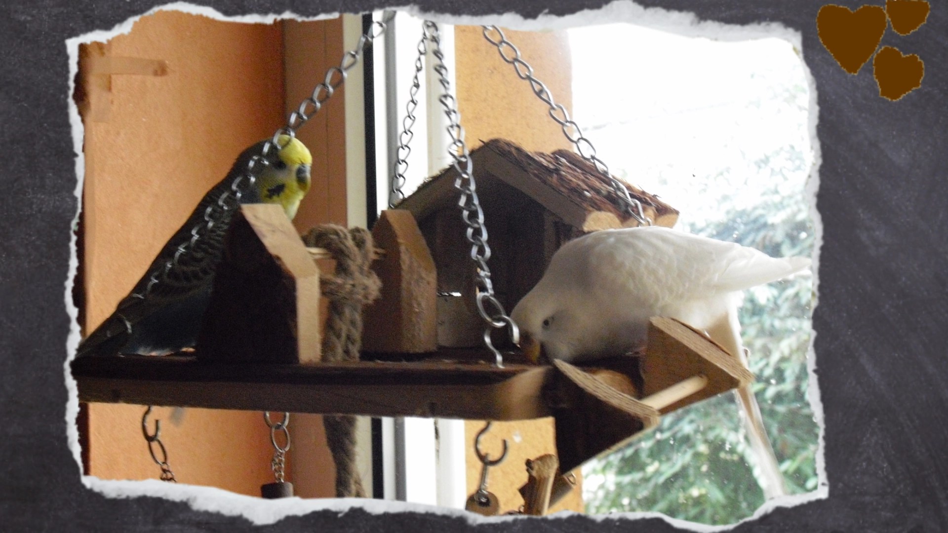 Nick beobachtet wie seine Partnerin Nina an Holz knabbert