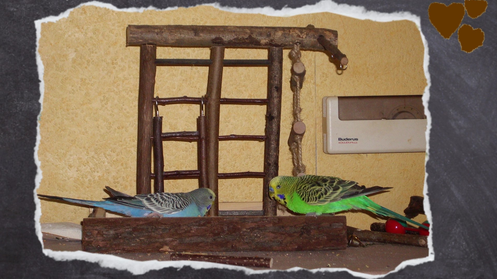 Kleiner Holzspielplatz für Wellensittiche