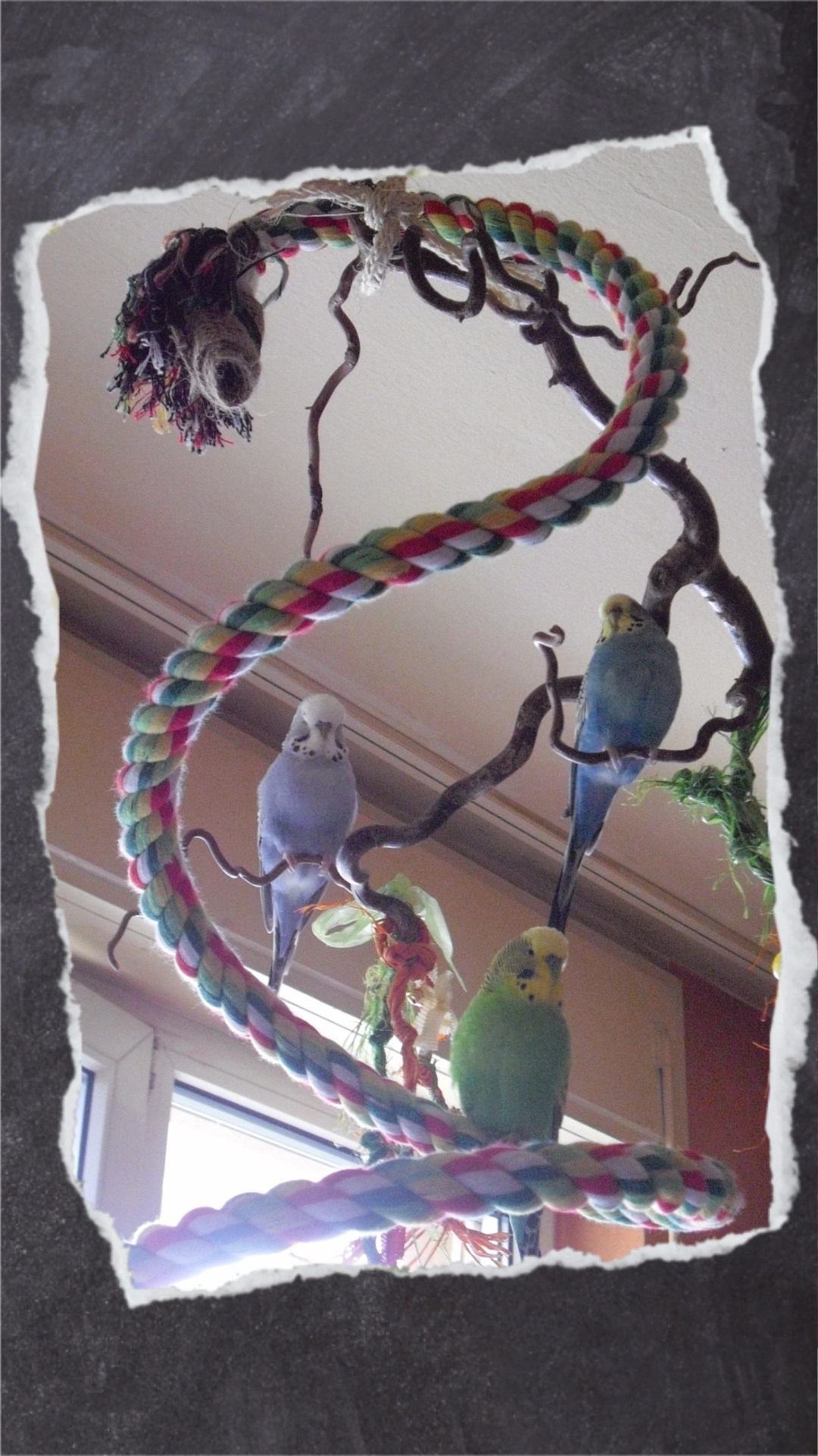 Kletterhilfe für Handicap- und ältere Wellis: die Baumwollspirale